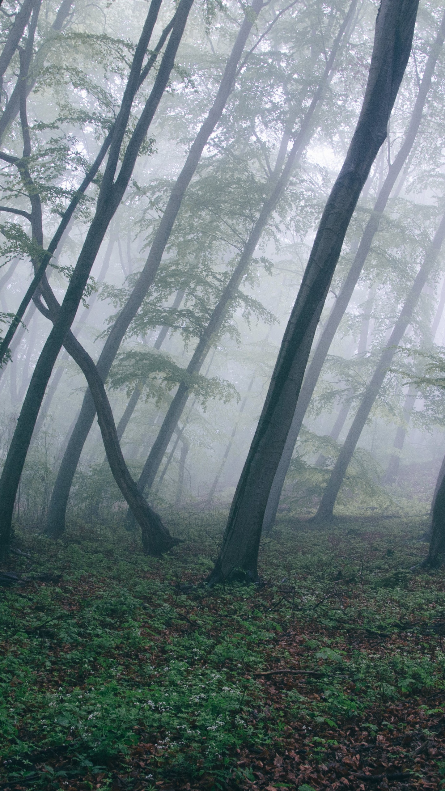 Arbres Verts Sur Terrain D'herbe Verte Pendant la Journée. Wallpaper in 1440x2560 Resolution