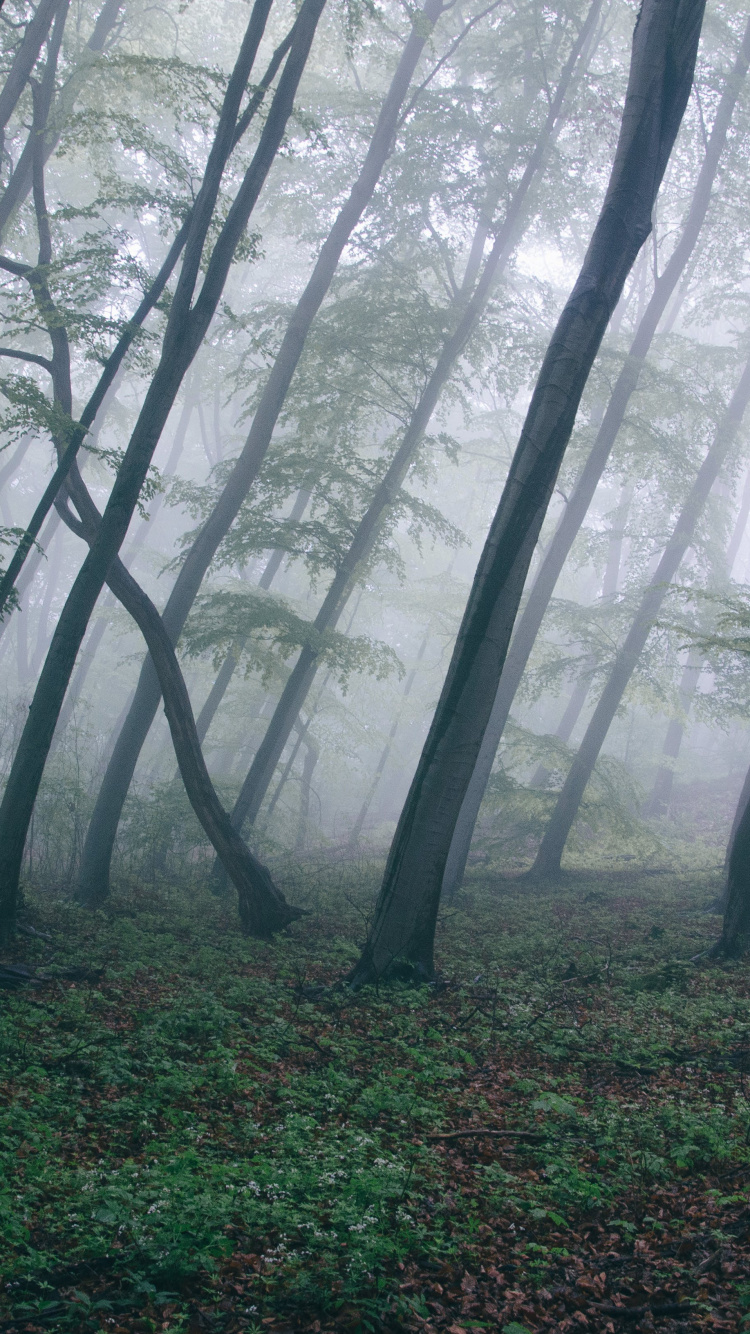 Arbres Verts Sur Terrain D'herbe Verte Pendant la Journée. Wallpaper in 750x1334 Resolution