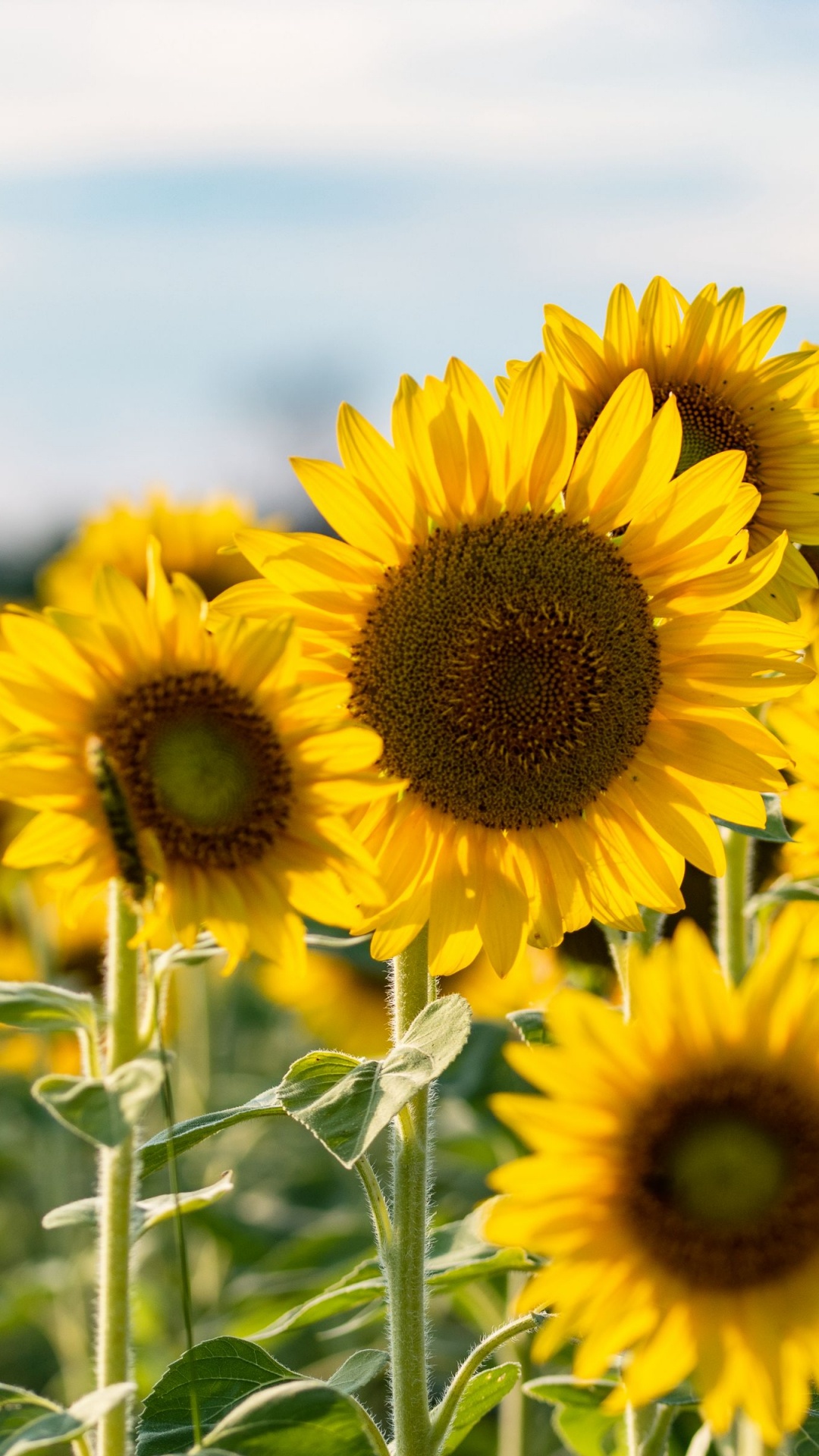 Tournesol, Commune de Tournesol, Graine, Pétale, Jaune. Wallpaper in 1080x1920 Resolution