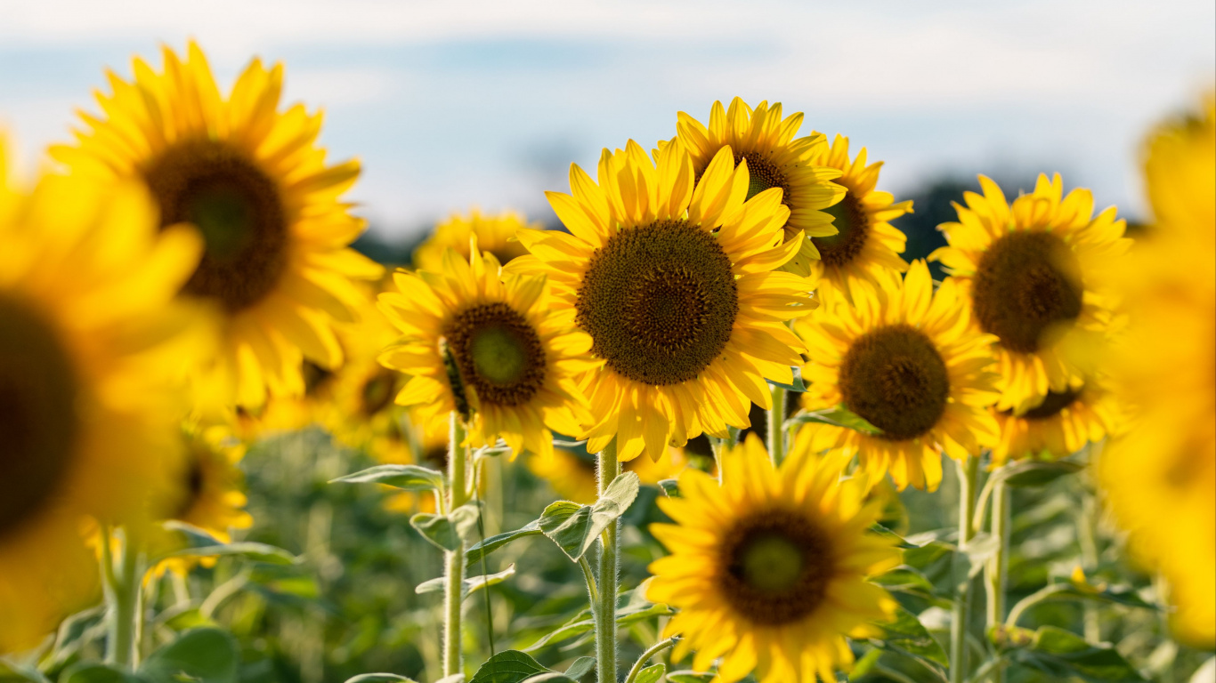 Tournesol, Commune de Tournesol, Graine, Pétale, Jaune. Wallpaper in 1366x768 Resolution