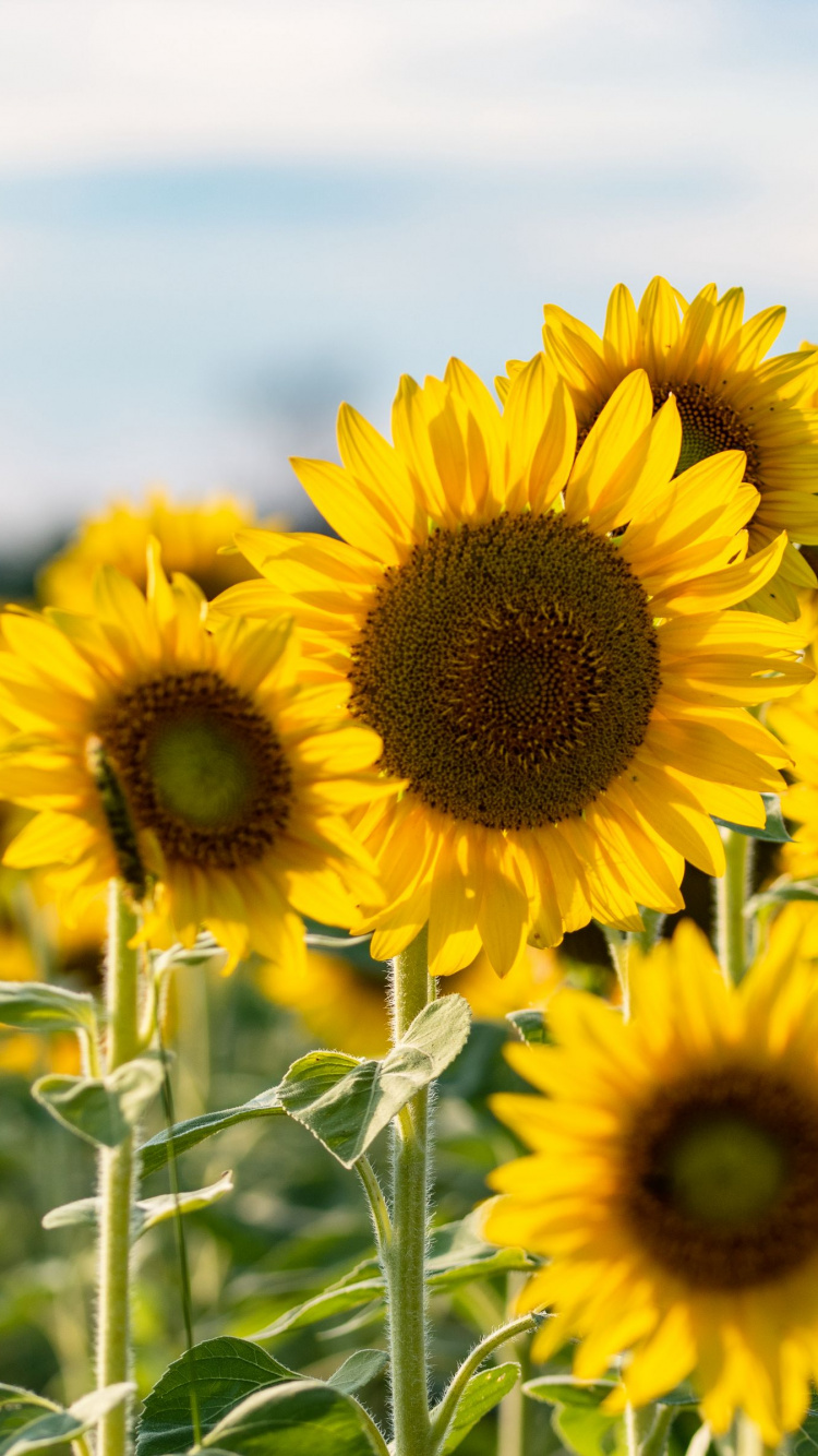 Tournesol, Commune de Tournesol, Graine, Pétale, Jaune. Wallpaper in 750x1334 Resolution