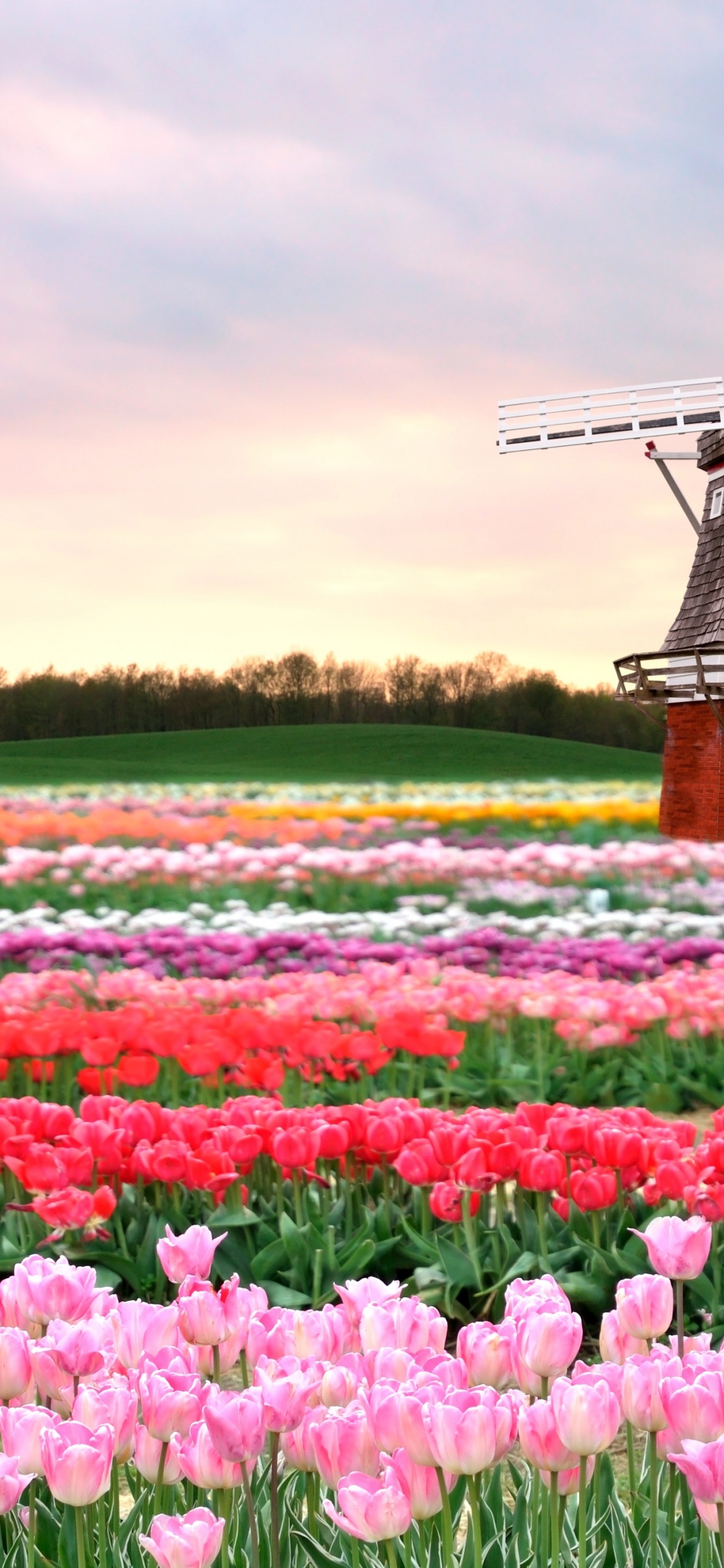World, Travel, Flower, Plant, Windmill. Wallpaper in 1125x2436 Resolution
