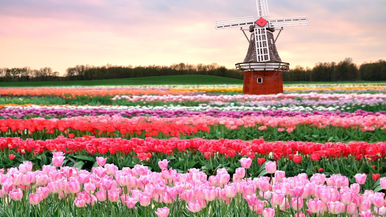World, Travel, Flower, Plant, Windmill. Wallpaper in 1280x720 Resolution