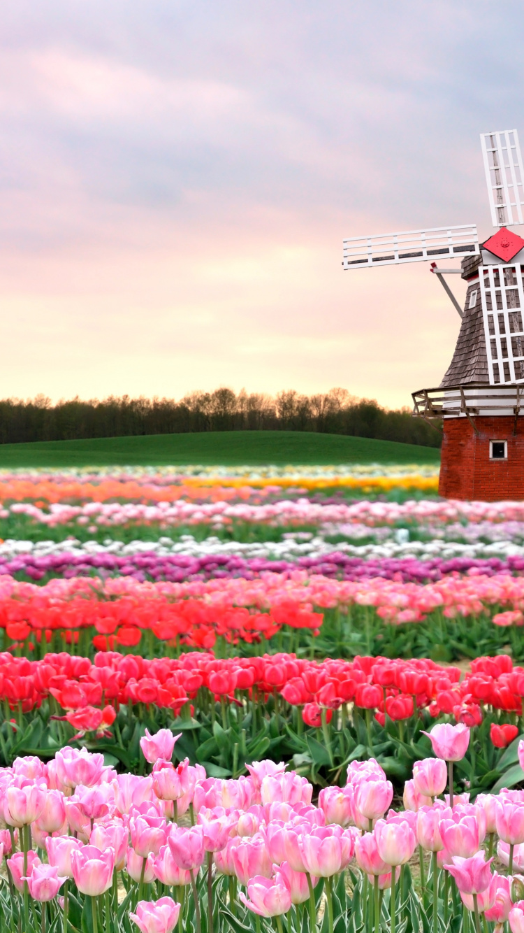 World, Travel, Flower, Plant, Windmill. Wallpaper in 750x1334 Resolution