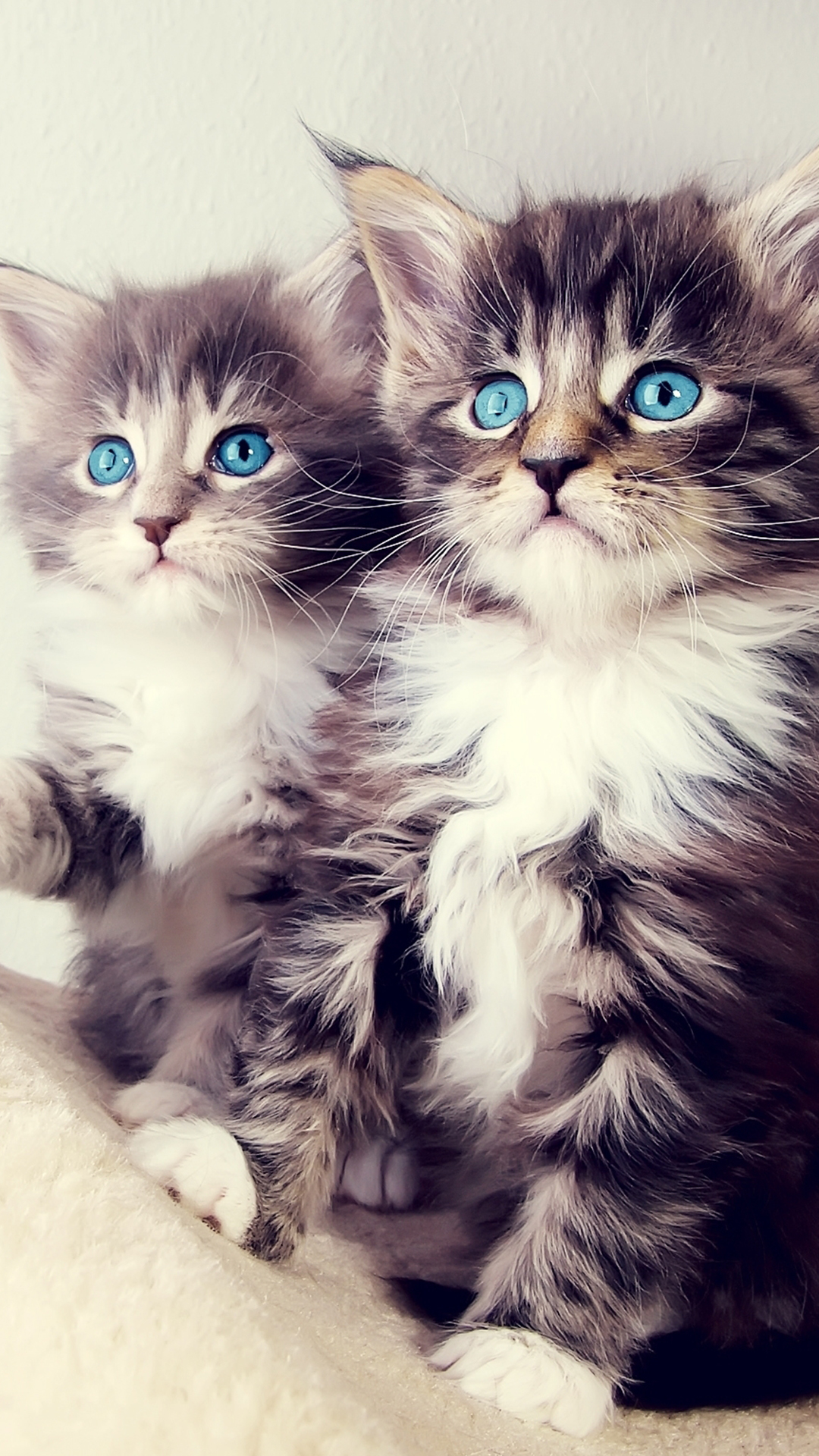 American Shorthair, Kitten, Cuteness, Fluffy Kitten, Cat. Wallpaper in 1080x1920 Resolution