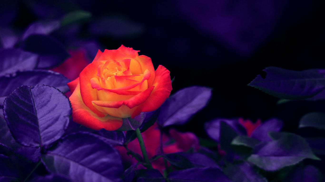 Rote Rose in Voller Blüte Nahaufnahme Foto. Wallpaper in 1366x768 Resolution