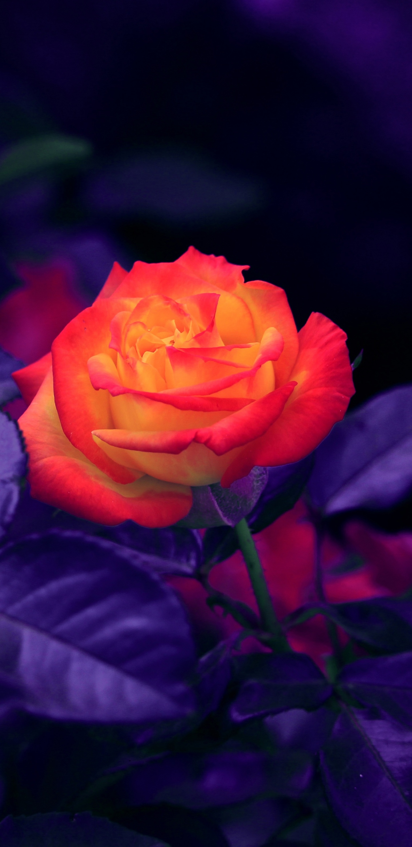 Rote Rose in Voller Blüte Nahaufnahme Foto. Wallpaper in 1440x2960 Resolution