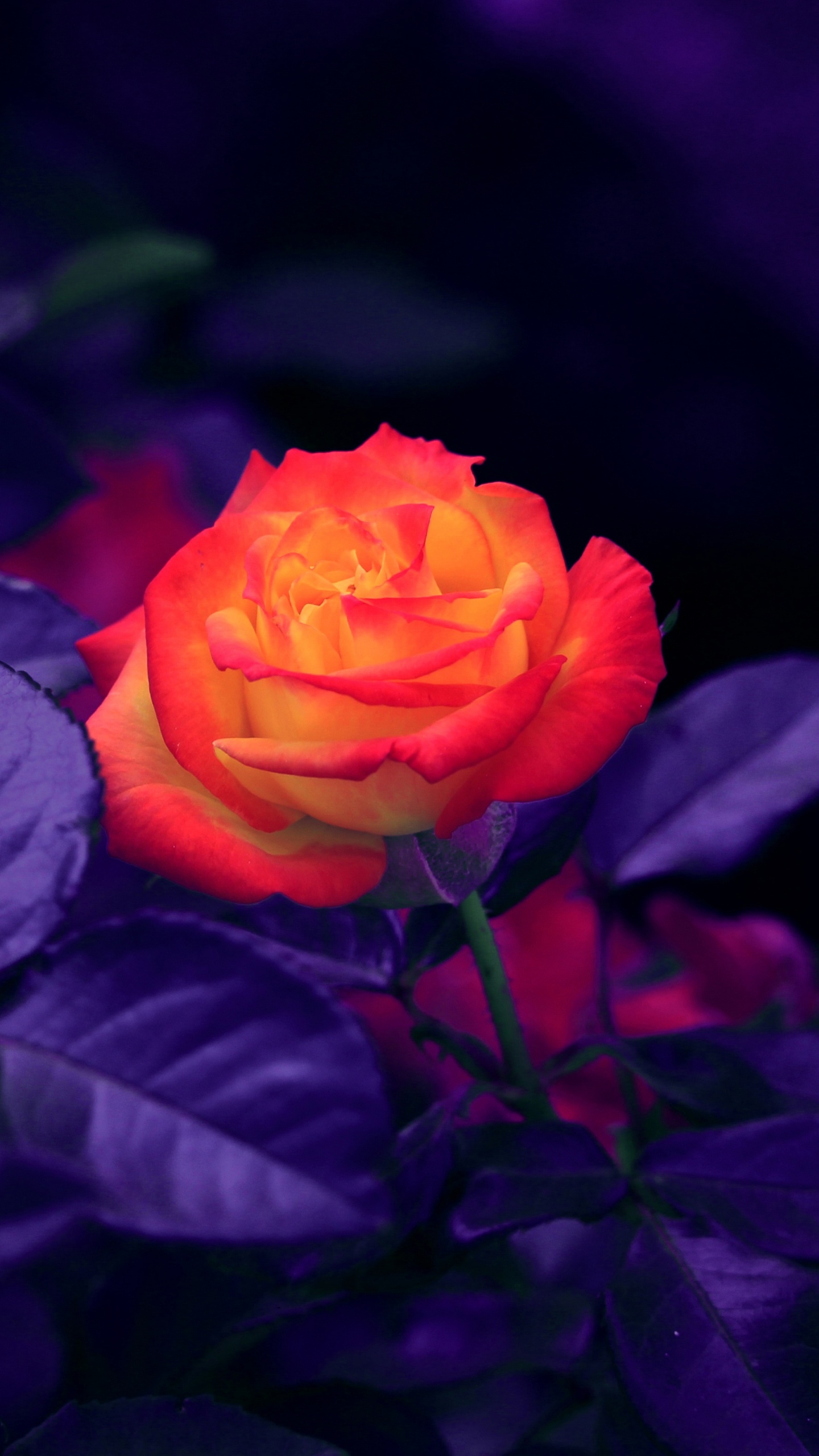 Rosa Roja en Flor Cerrar Foto. Wallpaper in 1440x2560 Resolution