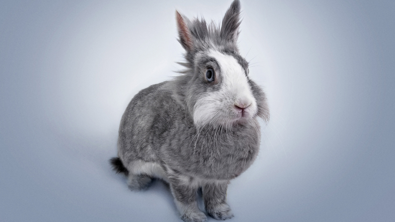 Gray and White Rabbit on Blue Surface. Wallpaper in 1280x720 Resolution