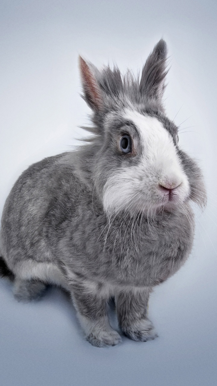 Gray and White Rabbit on Blue Surface. Wallpaper in 720x1280 Resolution