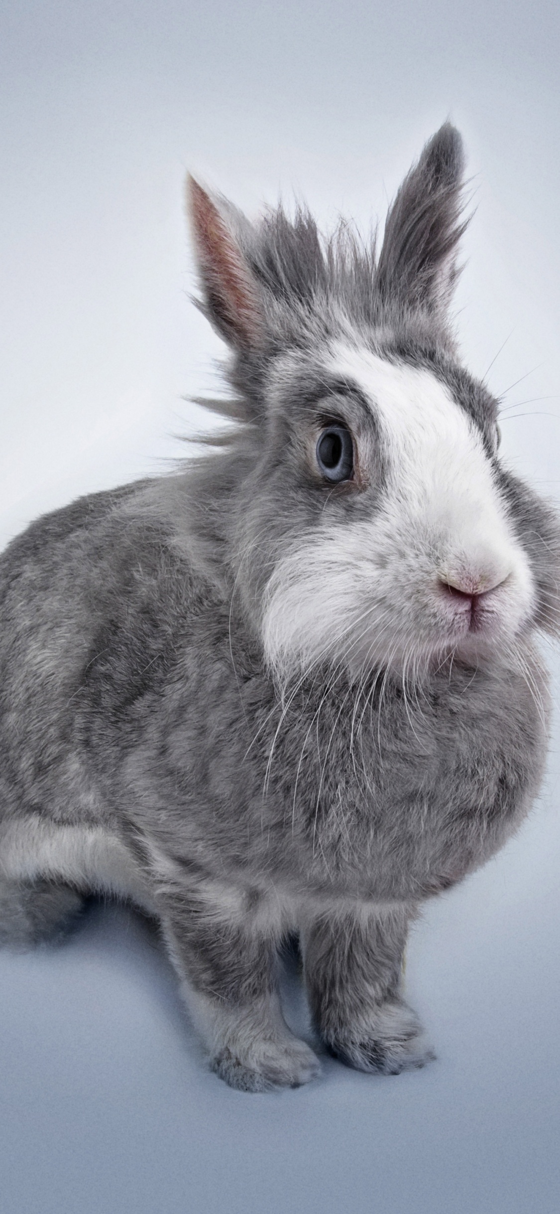 Lapin Gris et Blanc Sur Surface Bleue. Wallpaper in 1125x2436 Resolution
