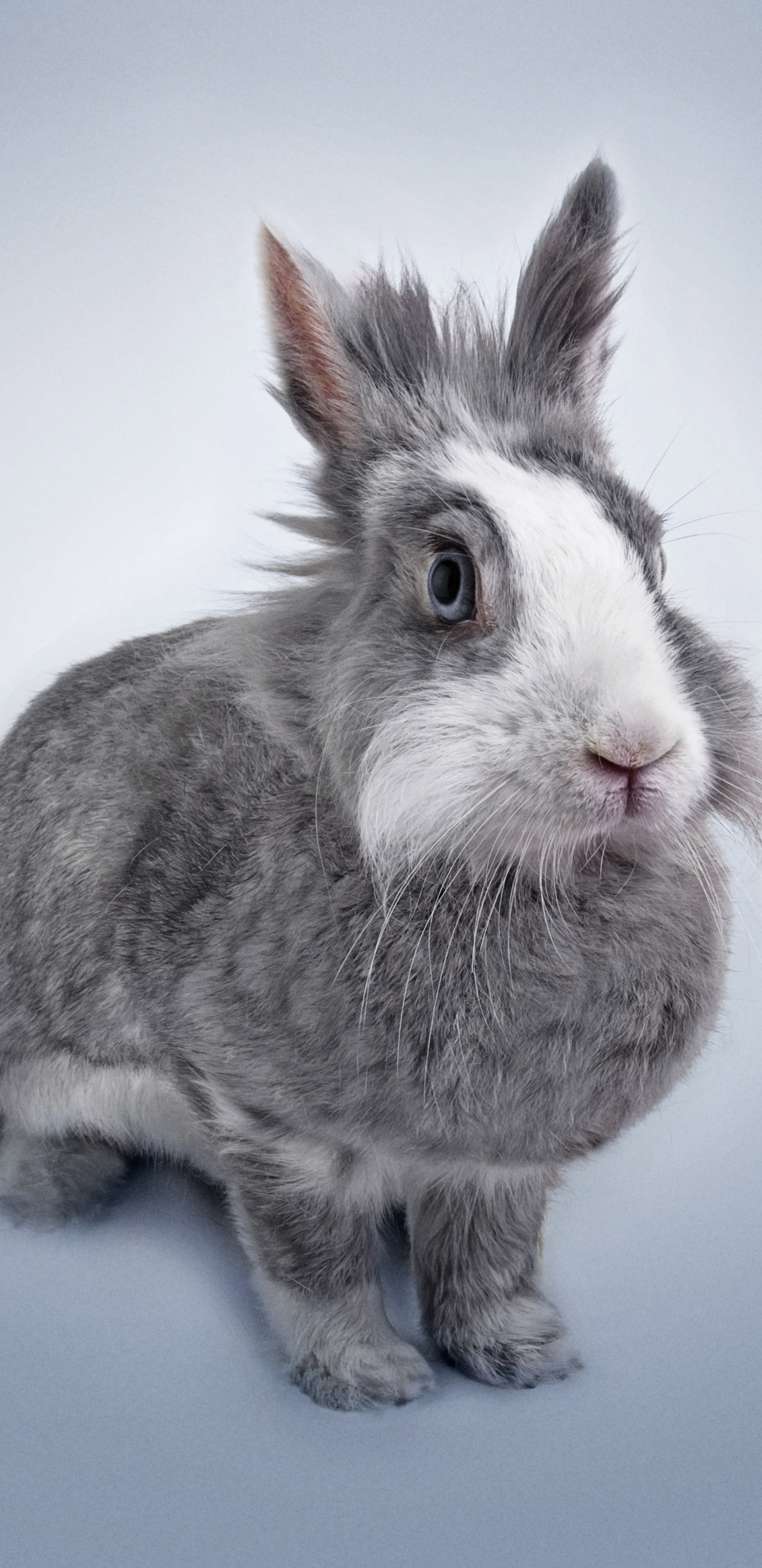 Lapin Gris et Blanc Sur Surface Bleue. Wallpaper in 1440x2960 Resolution