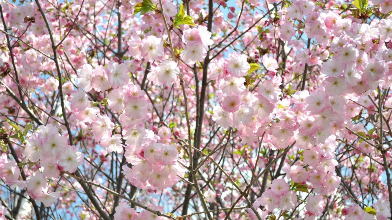 弹簧, 粉红色, 赏花, 菌群, 小指 壁纸 1366x768 允许