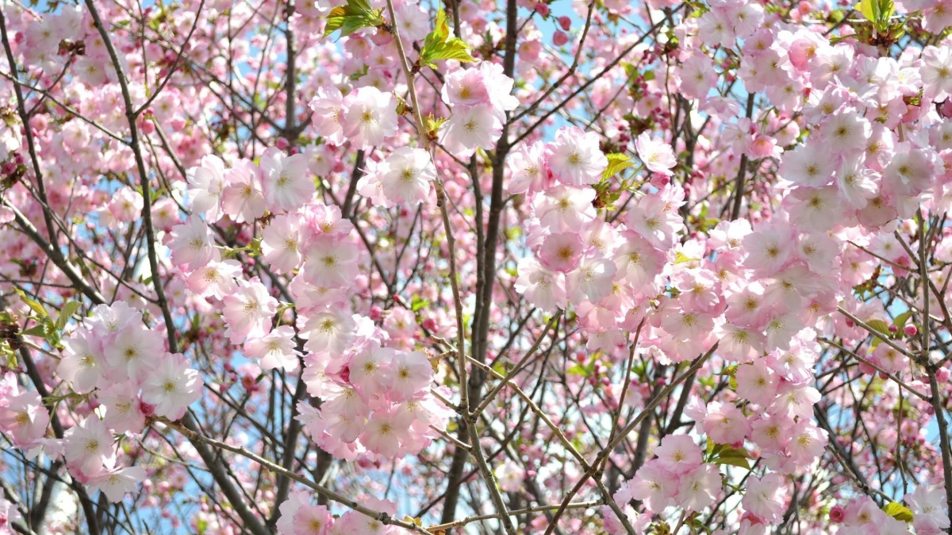 弹簧, 粉红色, 赏花, 菌群, 小指 壁纸 1920x1080 允许