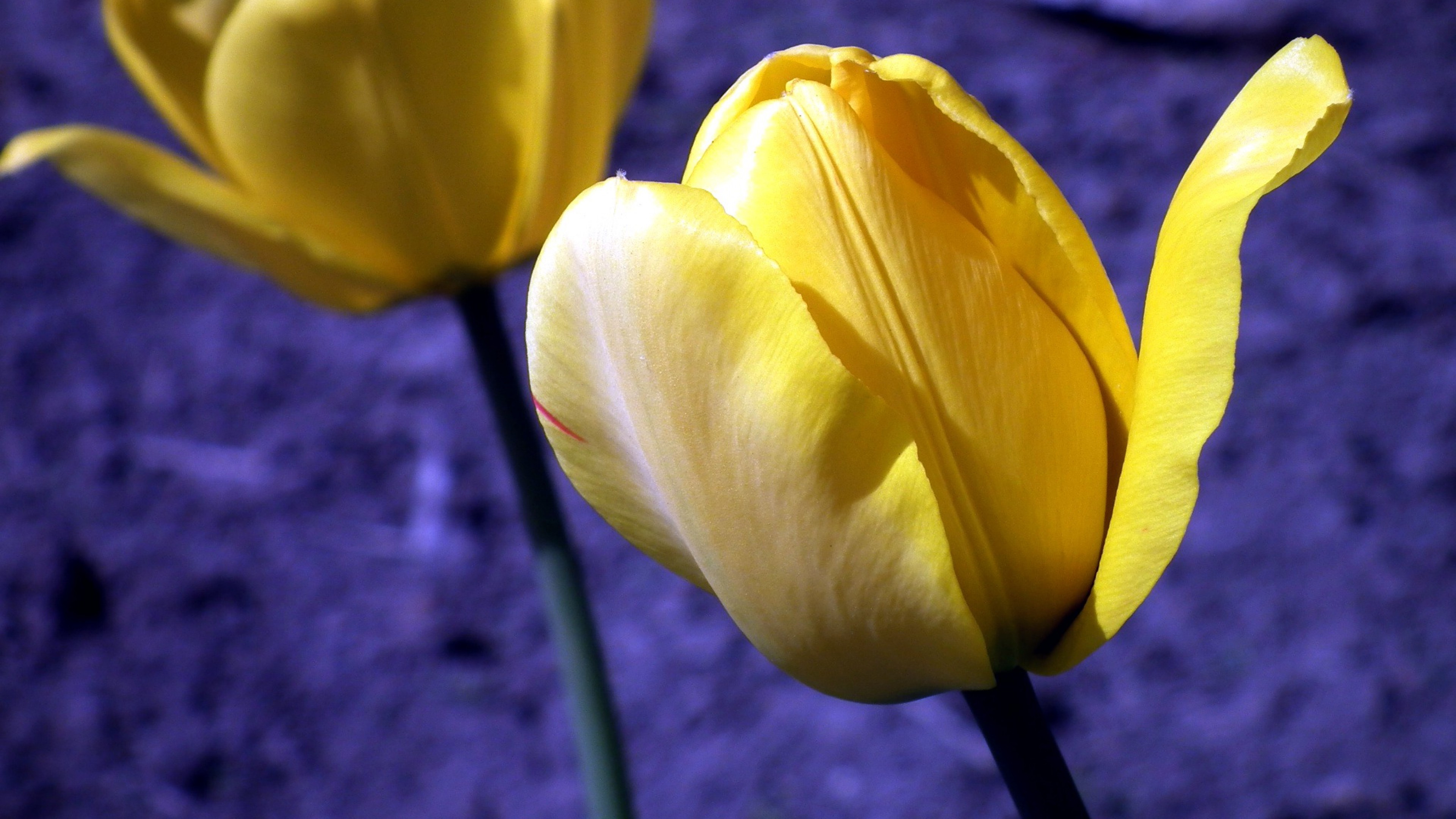 Tulipe Jaune en Fleurs Pendant la Journée. Wallpaper in 3840x2160 Resolution