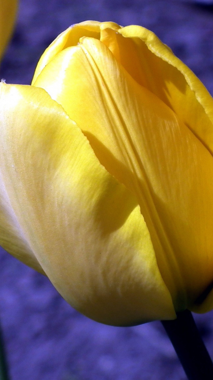Tulipe Jaune en Fleurs Pendant la Journée. Wallpaper in 750x1334 Resolution