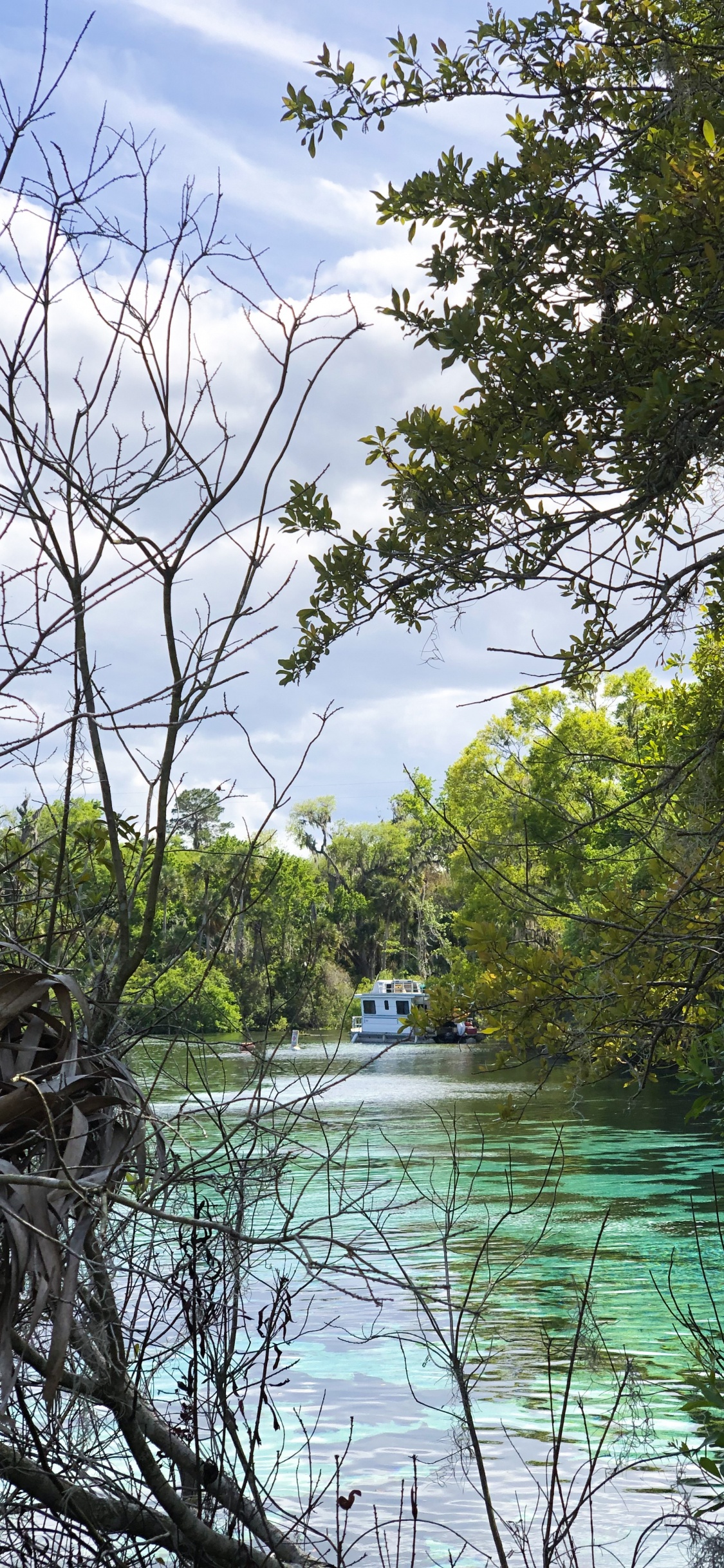 Wasser, Natur, Vegetation, Branch, Naturlandschaft. Wallpaper in 1125x2436 Resolution