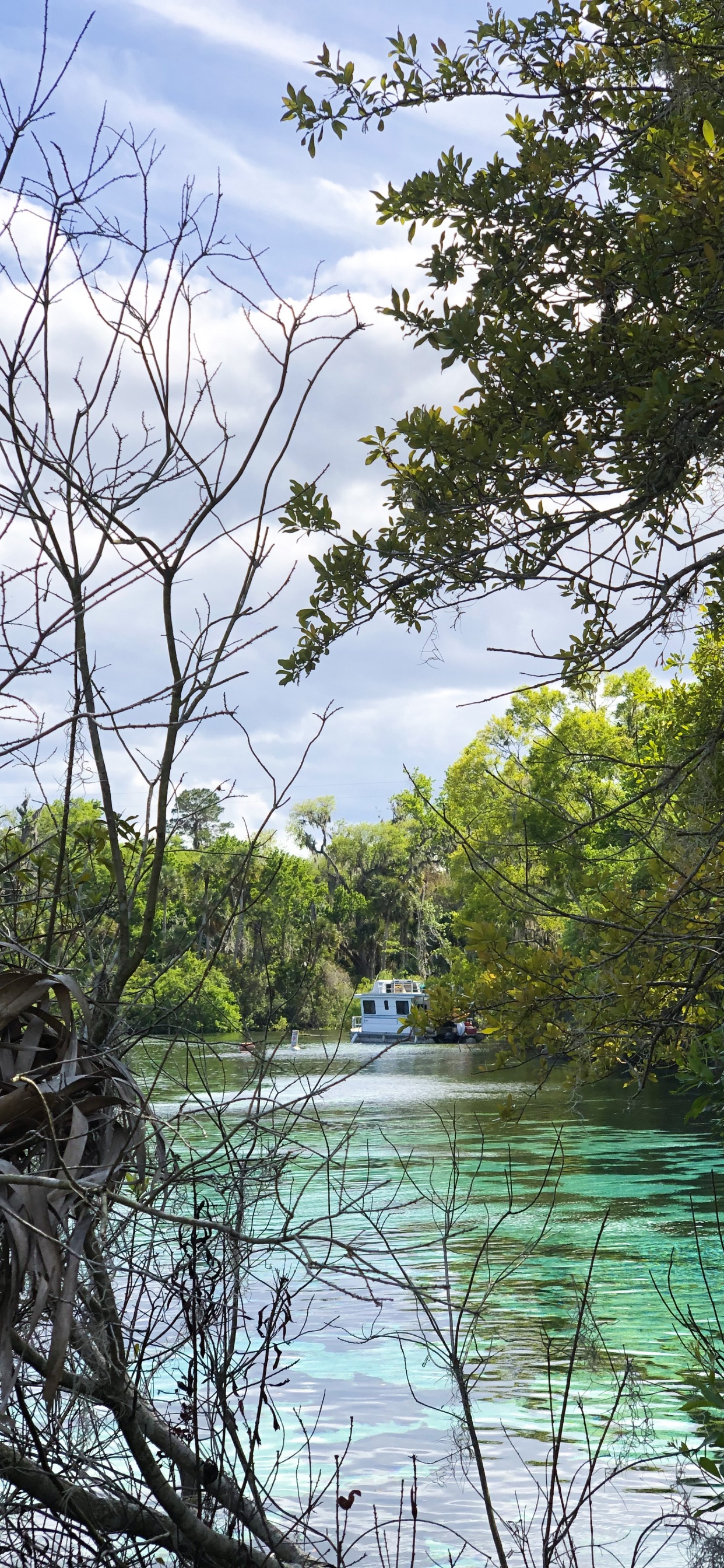 Wasser, Natur, Vegetation, Branch, Naturlandschaft. Wallpaper in 1242x2688 Resolution