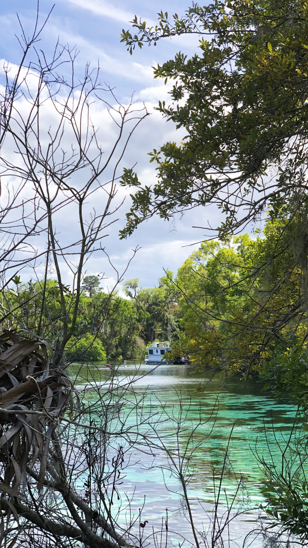Water, Nature, Vegetation, Branch, Natural Landscape. Wallpaper in 1080x1920 Resolution