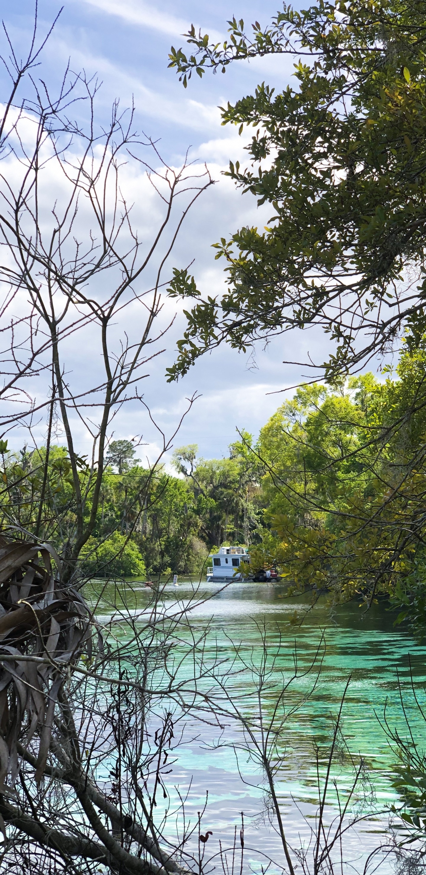 Water, Nature, Vegetation, Branch, Natural Landscape. Wallpaper in 1440x2960 Resolution