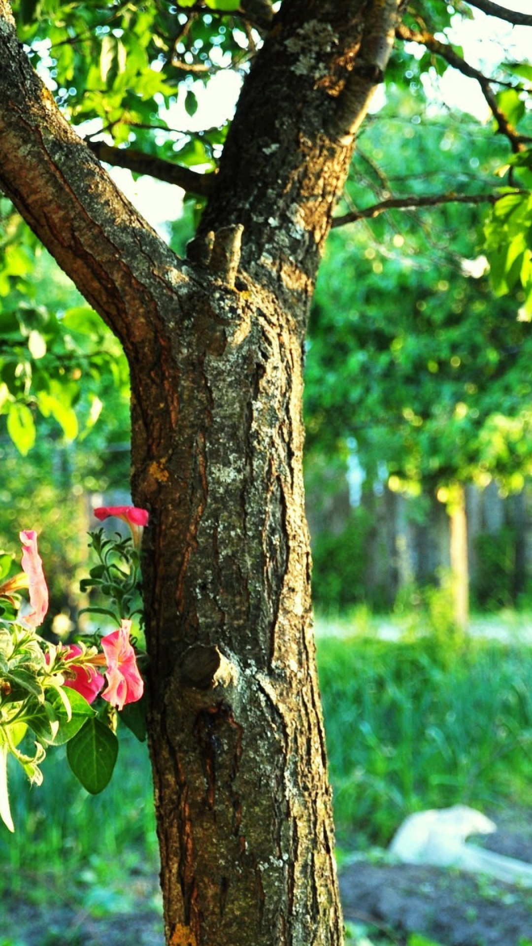 Red Rose on Tree Branch. Wallpaper in 1080x1920 Resolution