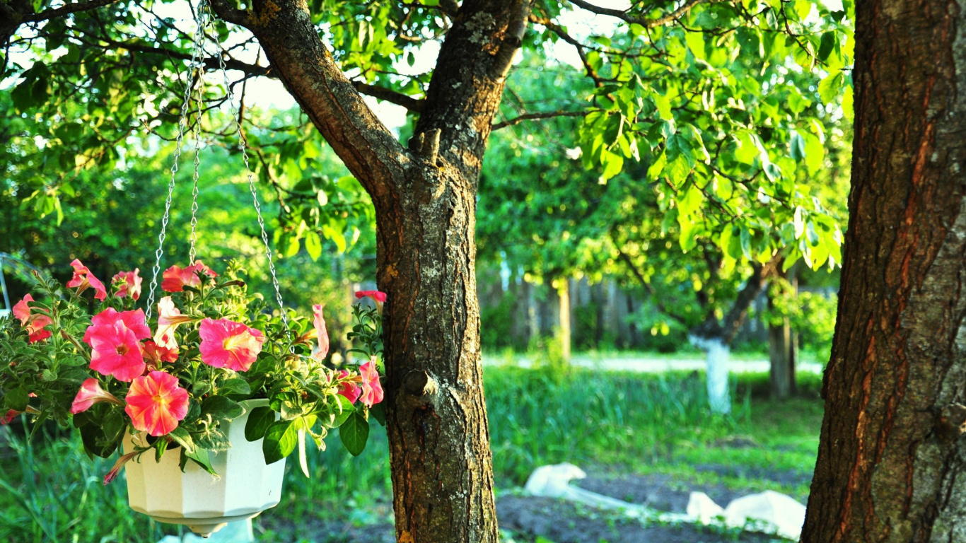 Red Rose on Tree Branch. Wallpaper in 1366x768 Resolution