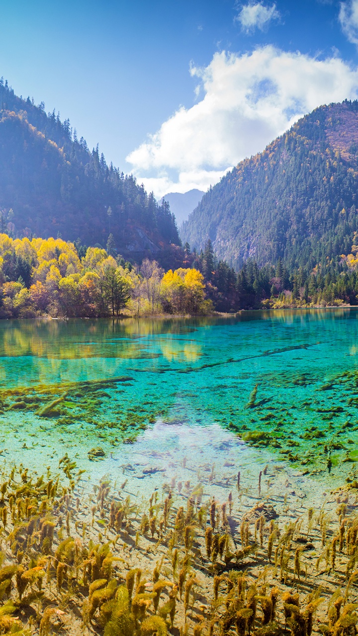 Green Trees Near Body of Water During Daytime. Wallpaper in 720x1280 Resolution