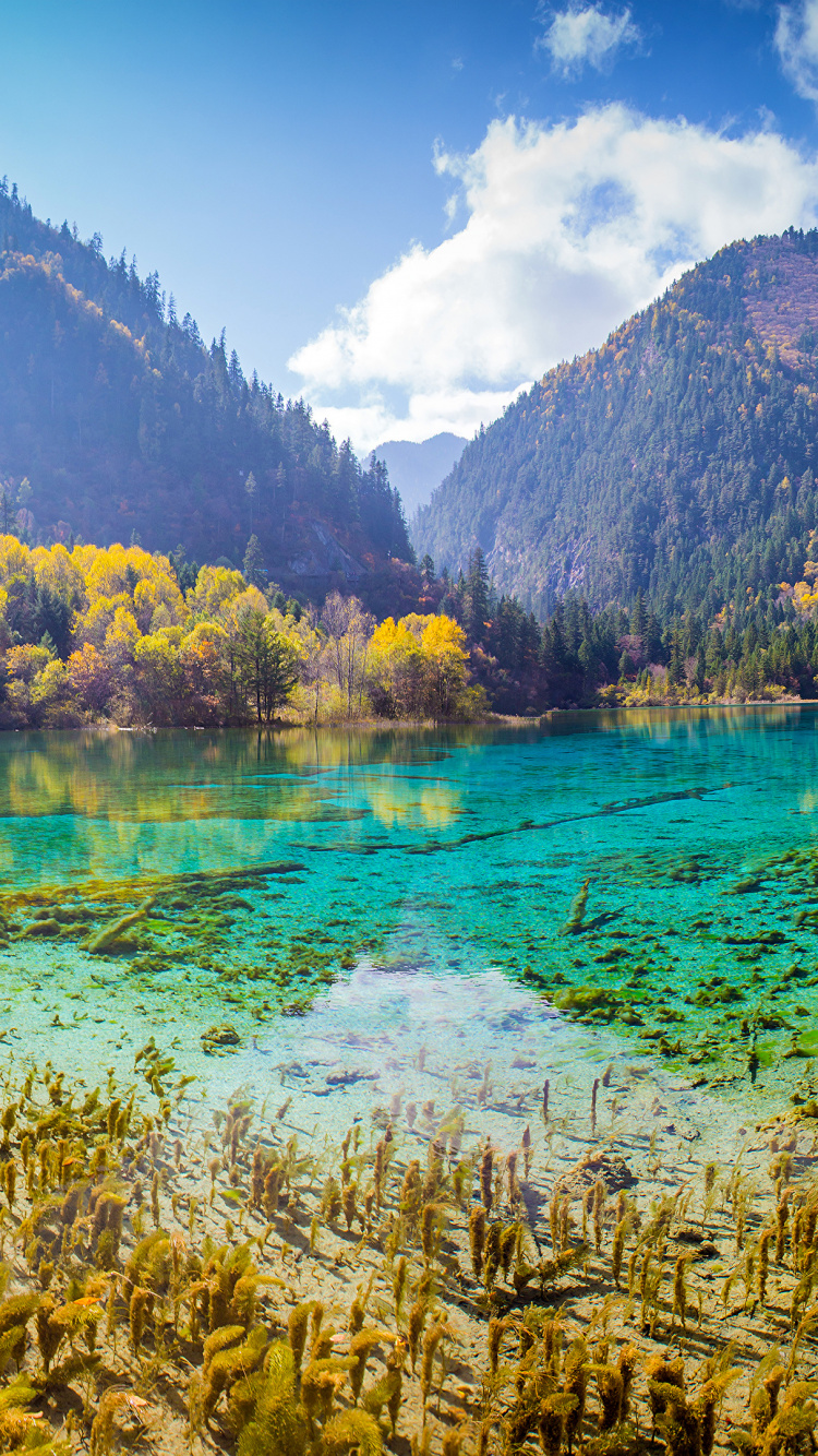 Green Trees Near Body of Water During Daytime. Wallpaper in 750x1334 Resolution