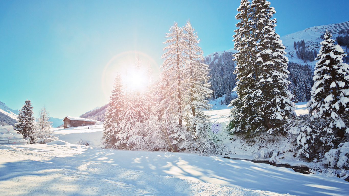 Schneebedeckte Kiefern Tagsüber. Wallpaper in 1366x768 Resolution