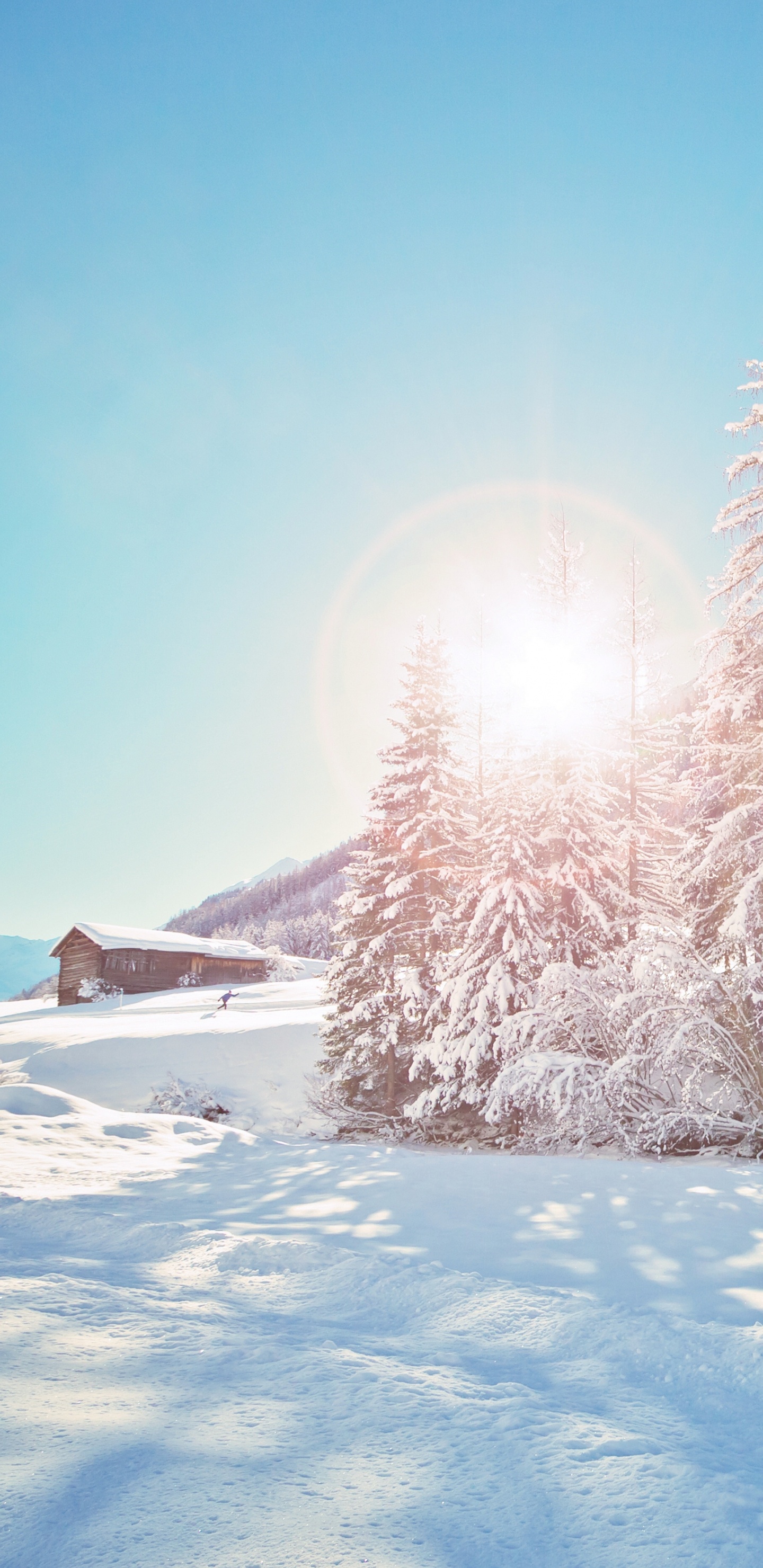 Schneebedeckte Kiefern Tagsüber. Wallpaper in 1440x2960 Resolution