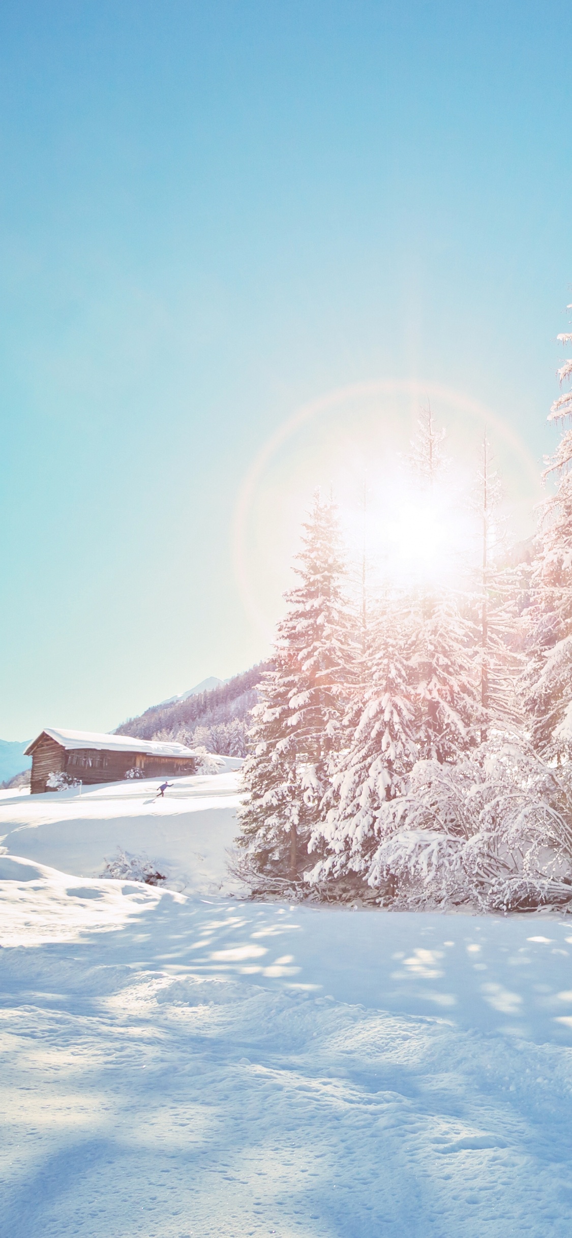 Snow Covered Pine Trees During Daytime. Wallpaper in 1125x2436 Resolution