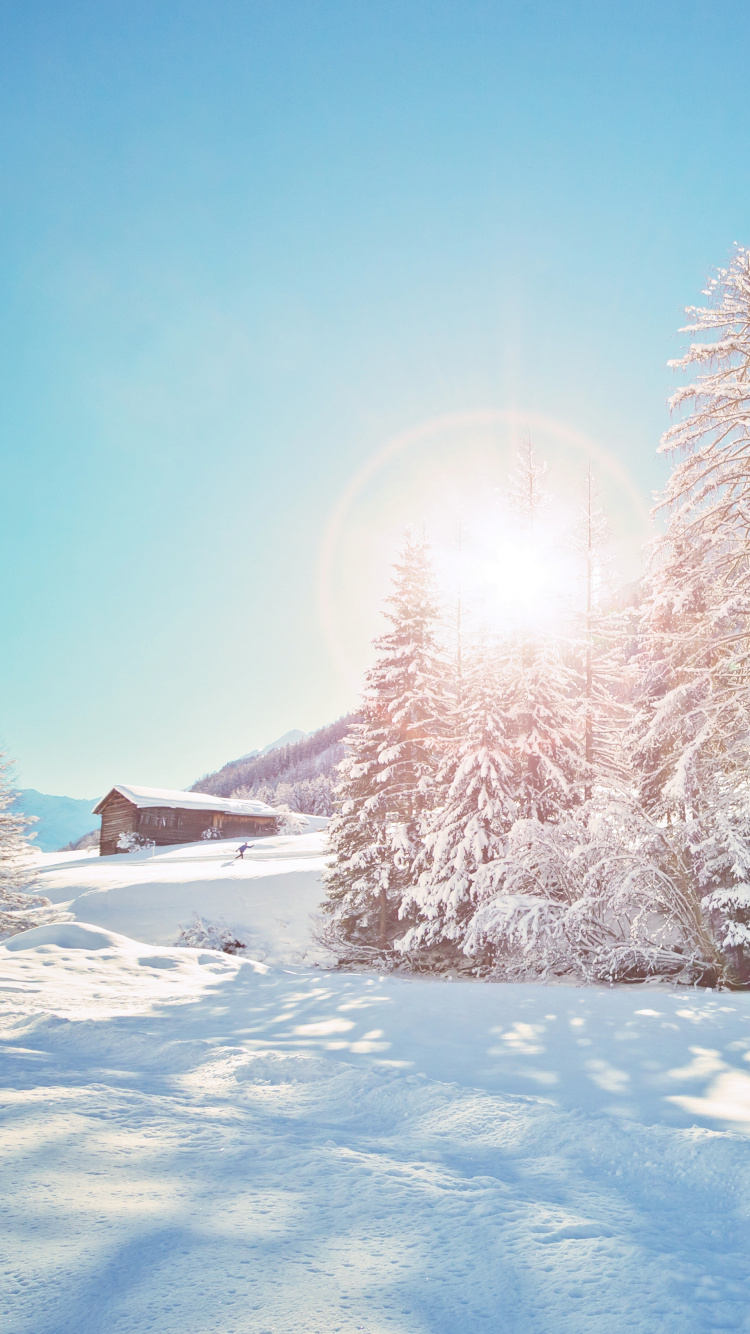 Snow Covered Pine Trees During Daytime. Wallpaper in 750x1334 Resolution