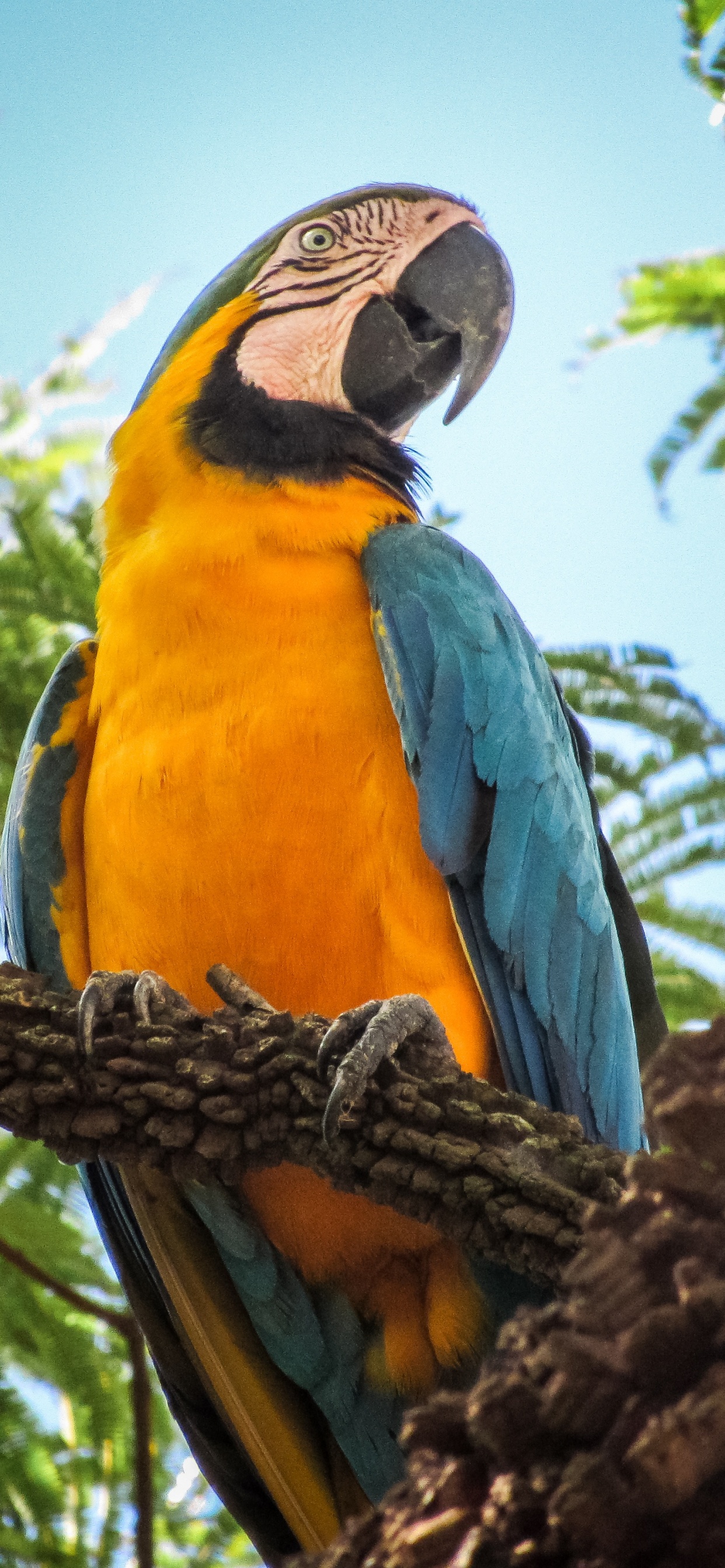 Blue Yellow and Orange Macaw Perched on Brown Tree Branch During Daytime. Wallpaper in 1242x2688 Resolution