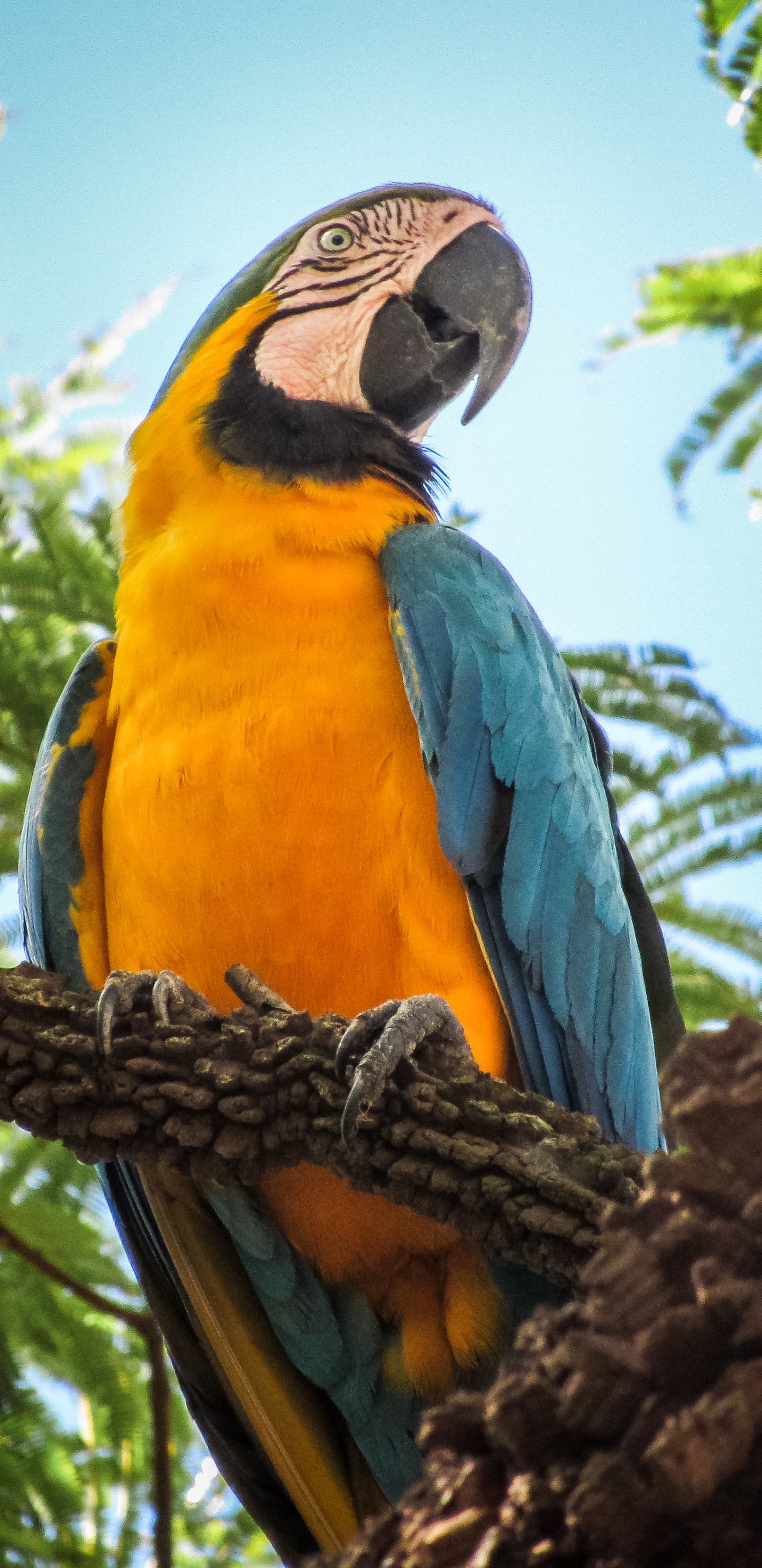 Guacamayo Azul Amarillo y Naranja Posado en la Rama de un Árbol Marrón Durante el Día. Wallpaper in 1440x2960 Resolution