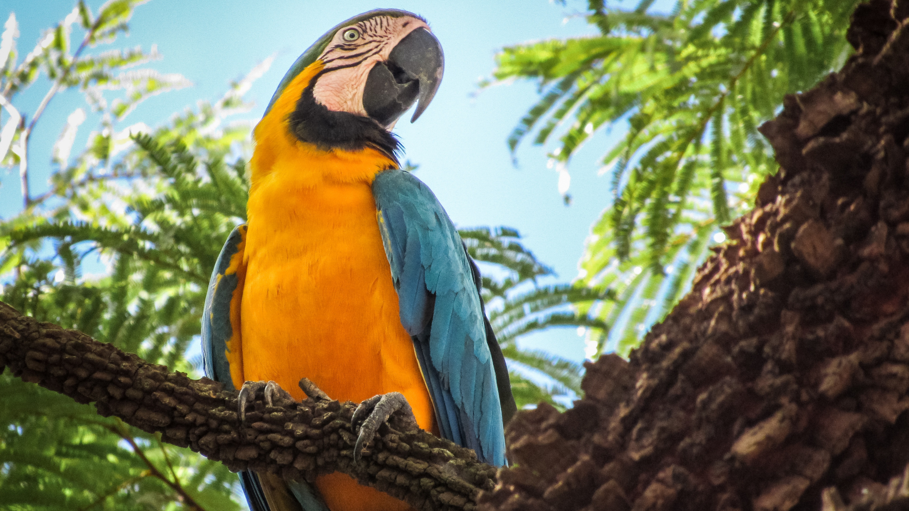 Guacamayo Azul Amarillo y Naranja Posado en la Rama de un Árbol Marrón Durante el Día. Wallpaper in 3840x2160 Resolution