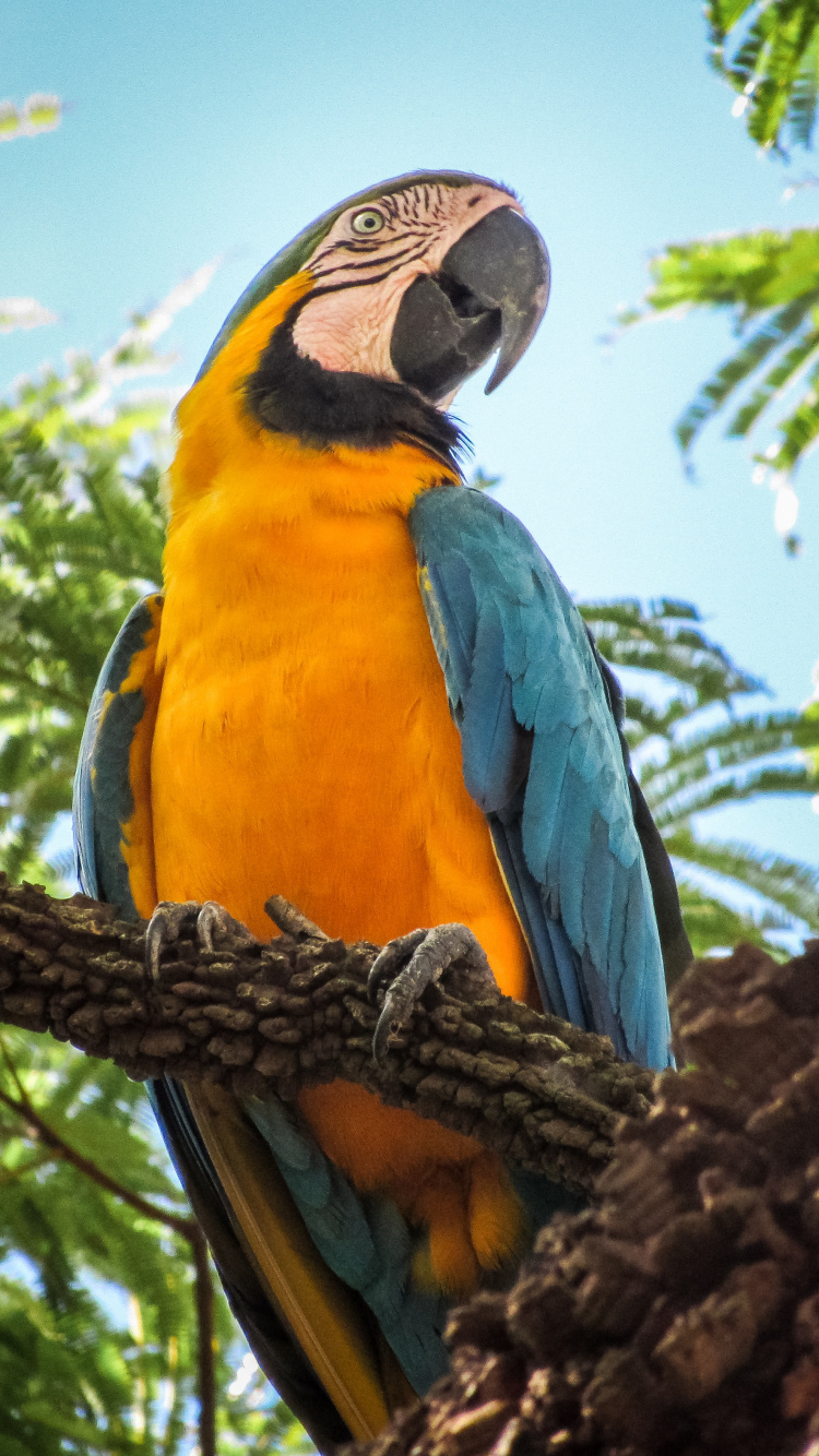 Guacamayo Azul Amarillo y Naranja Posado en la Rama de un Árbol Marrón Durante el Día. Wallpaper in 750x1334 Resolution