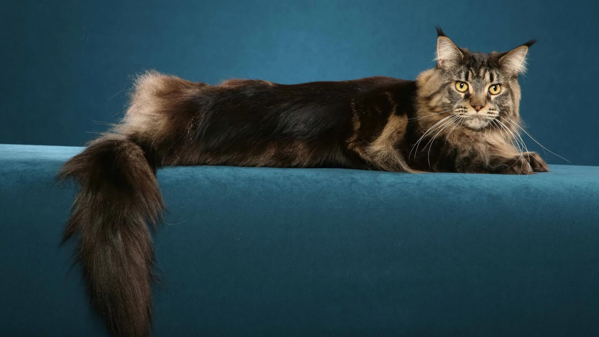 Chat Noir et Marron Allongé Sur Textile Bleu. Wallpaper in 1920x1080 Resolution