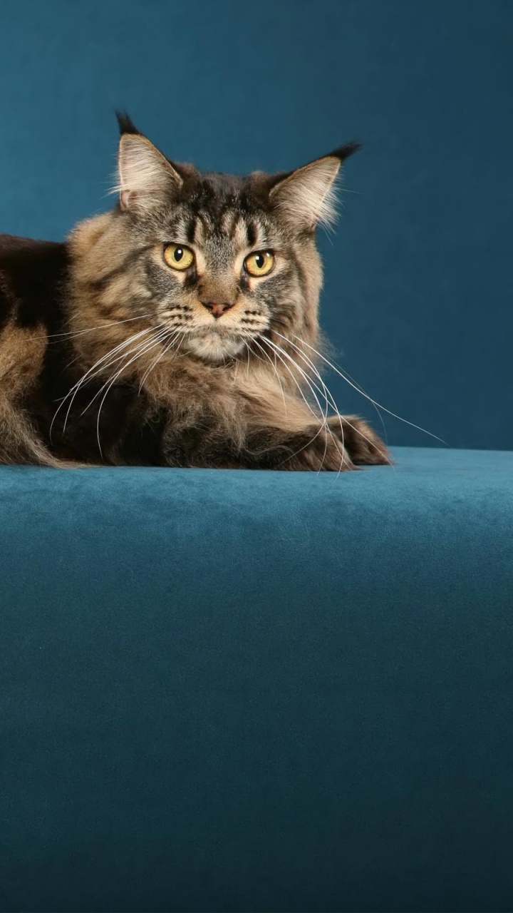 Gato Negro y Marrón Acostado Sobre Textil Azul. Wallpaper in 720x1280 Resolution