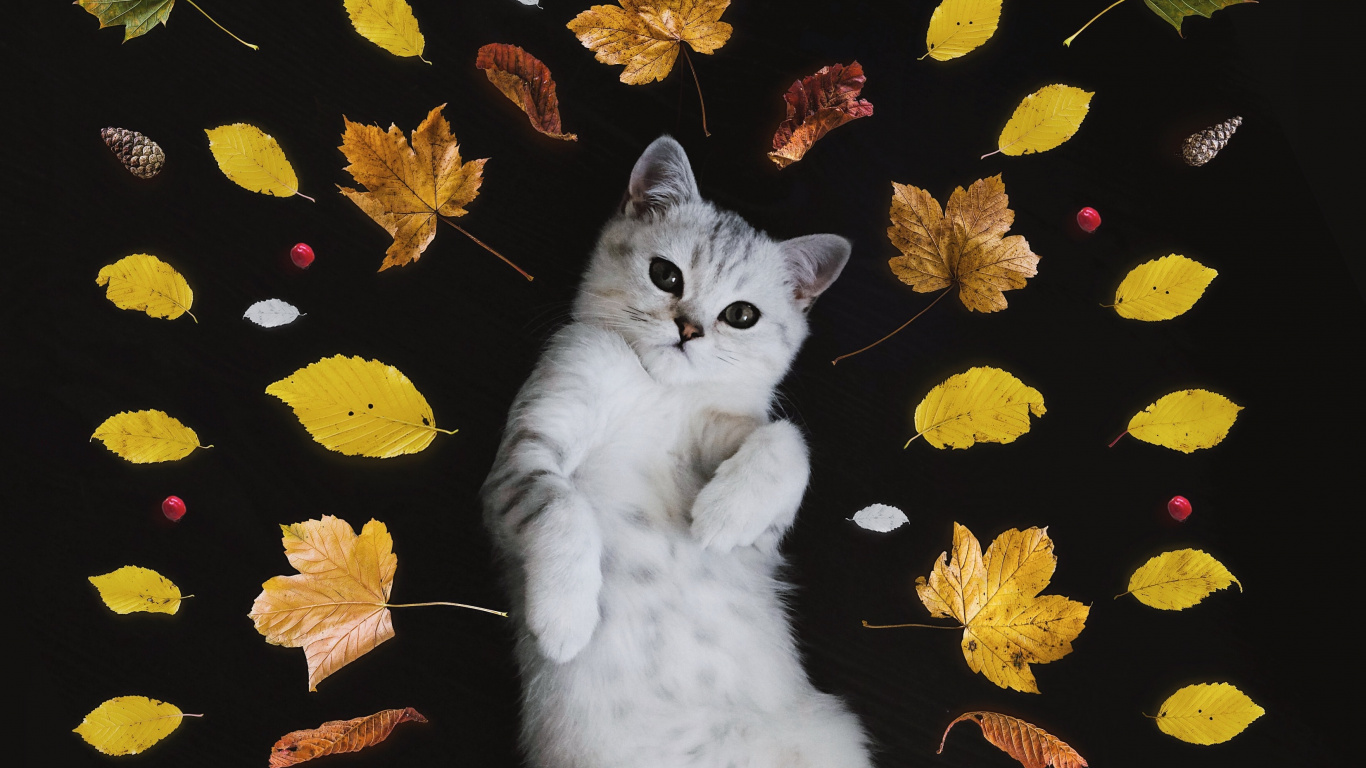 大丹犬, 双色的猫, 猫科, 中小型猫, 胡须 壁纸 1366x768 允许