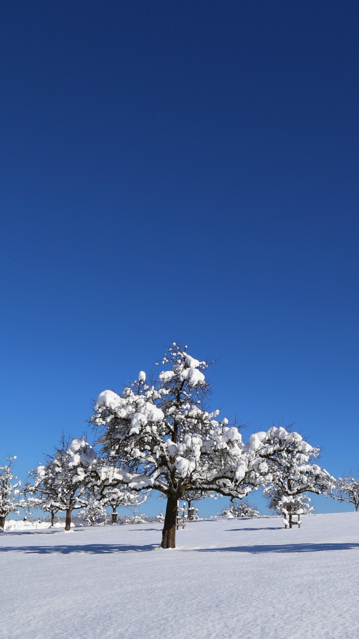Árbol Blanco Sobre Suelo Cubierto de Nieve Bajo un Cielo Azul Durante el Día. Wallpaper in 720x1280 Resolution