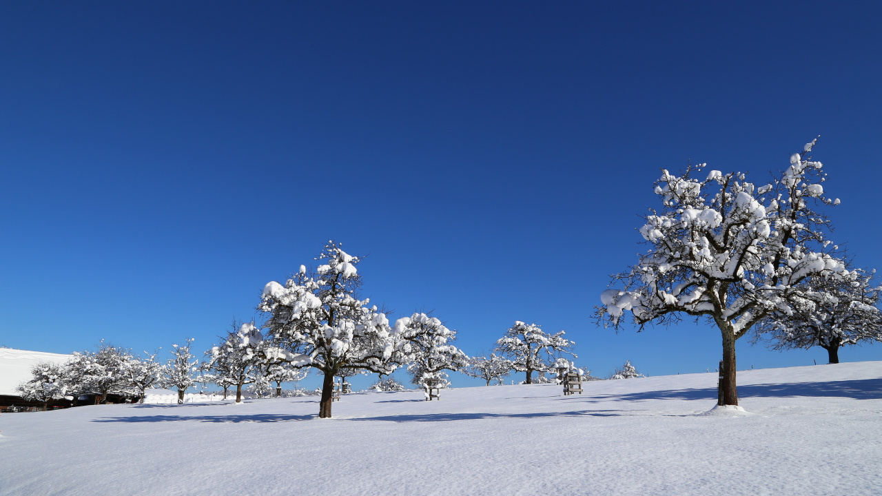 Weißer Baum Auf Schneebedecktem Boden Unter Blauem Himmel Tagsüber. Wallpaper in 1280x720 Resolution