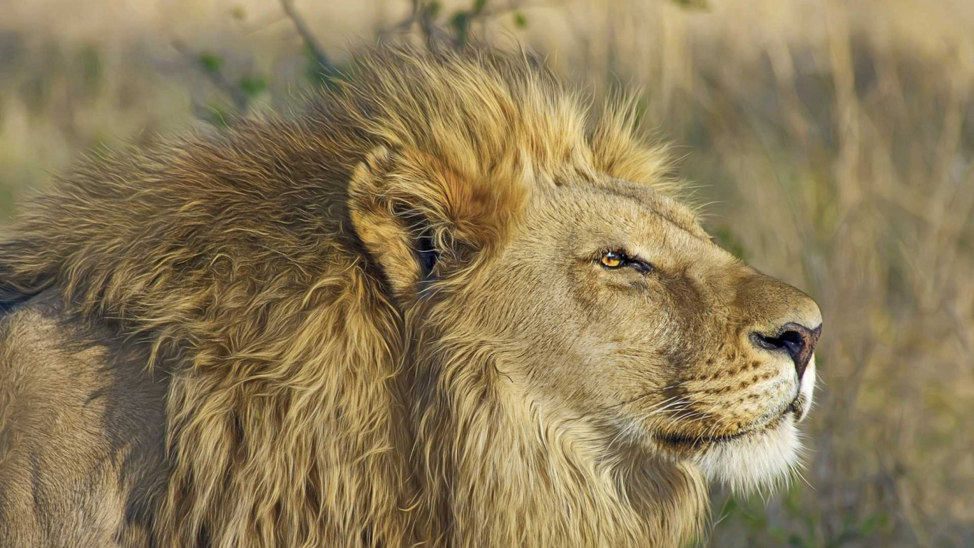 León Marrón Sobre la Hierba Verde Durante el Día. Wallpaper in 1366x768 Resolution