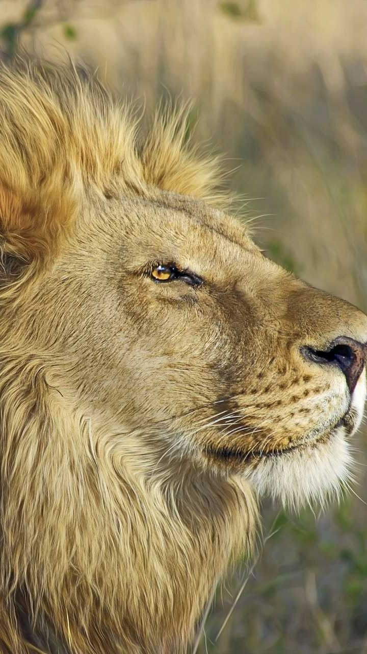 León Marrón Sobre la Hierba Verde Durante el Día. Wallpaper in 720x1280 Resolution