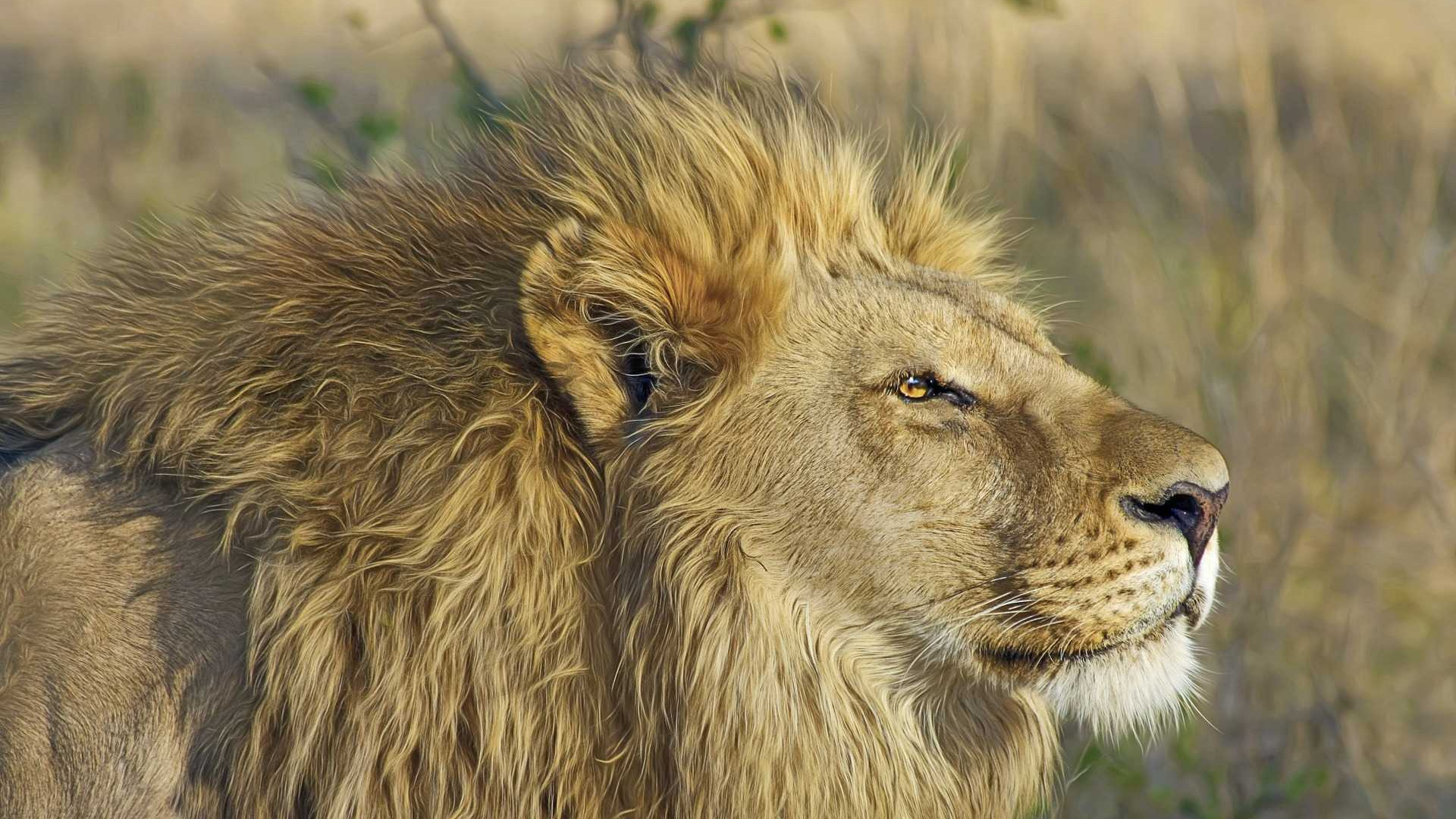 Lion Brun Sur L'herbe Verte Pendant la Journée. Wallpaper in 1920x1080 Resolution