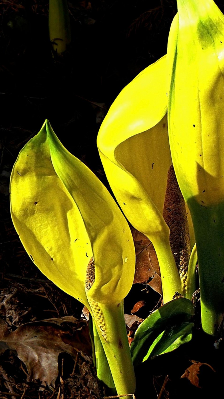 Frutos de Plátano Amarillo en Suelo Marrón. Wallpaper in 750x1334 Resolution