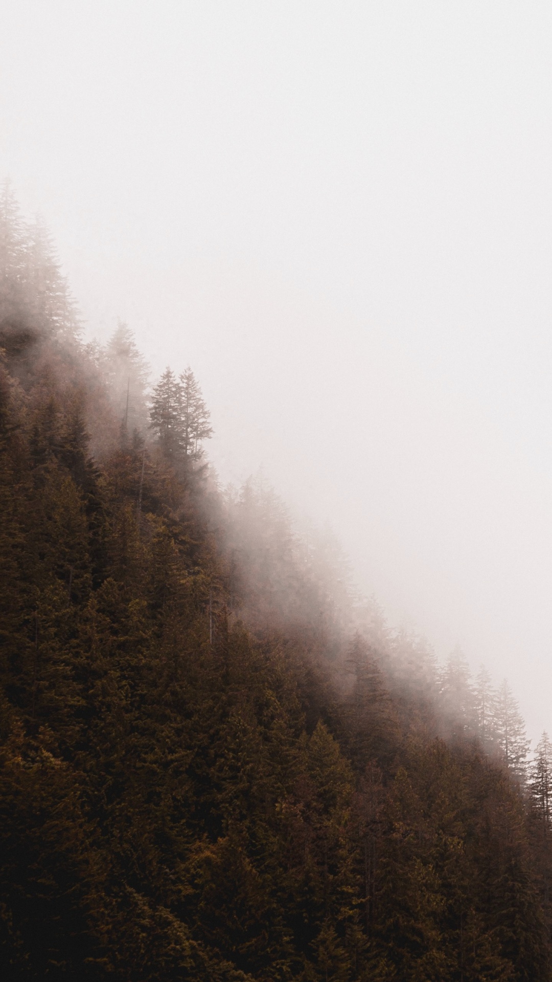 Fog, Mist, Tree, Haze, Morning. Wallpaper in 1080x1920 Resolution