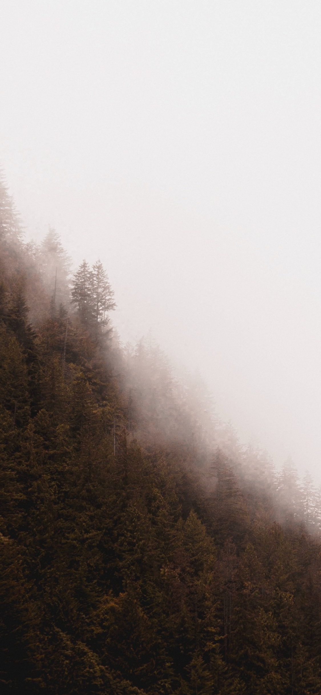 Nebel, Baum, Dunst, Morgen, Atmosphäre. Wallpaper in 1125x2436 Resolution