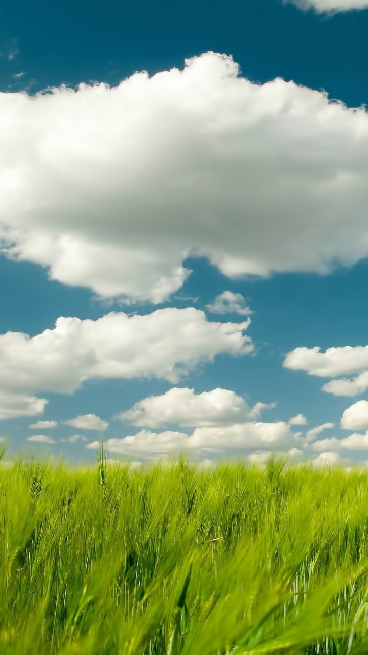 Champ D'herbe Verte Sous Ciel Bleu et Nuages Blancs Pendant la Journée. Wallpaper in 720x1280 Resolution