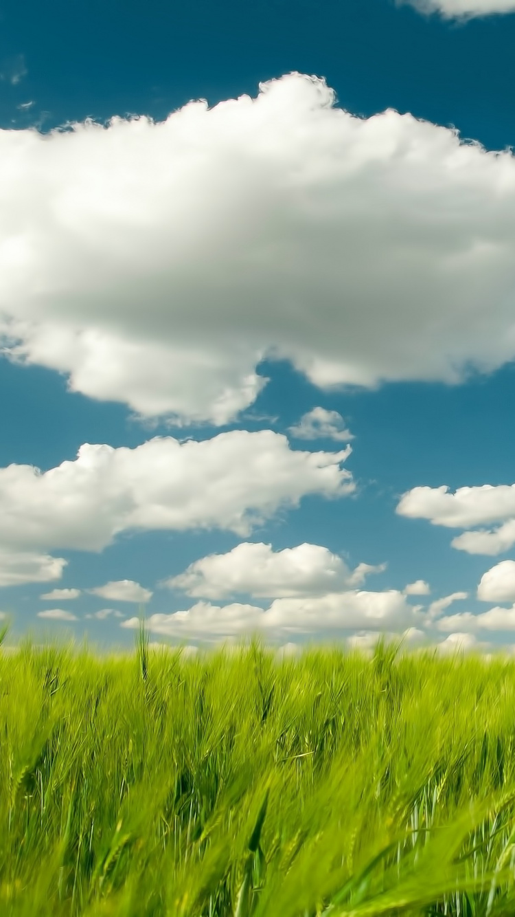 Champ D'herbe Verte Sous Ciel Bleu et Nuages Blancs Pendant la Journée. Wallpaper in 750x1334 Resolution