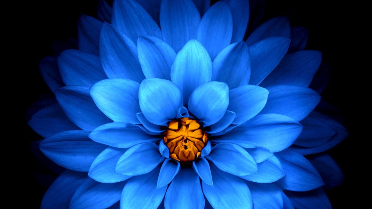 Apple, IPhone, IPhone X, Apples, Blue. Wallpaper in 1280x720 Resolution